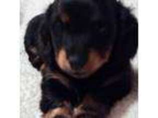 Dachshund Puppy for sale in Christiansburg, VA, USA