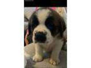 Saint Bernard Puppy for sale in Boston, MA, USA