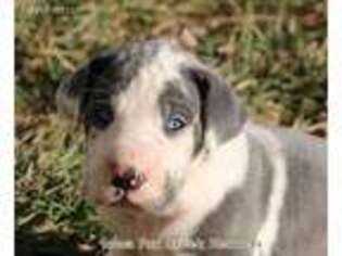 Great Dane Puppy for sale in Unionville, IA, USA