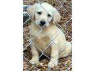 Labrador Retriever Puppy for sale in Springville, AL, USA