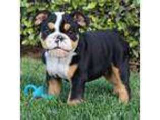 Bulldog Puppy for sale in Clear Spring, MD, USA