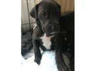 Great Dane Puppy for sale in Jacksonville, IL, USA