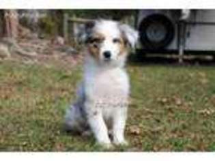 Australian Shepherd Puppy for sale in Lexington, KY, USA