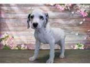 Dalmatian Puppy for sale in Saint George, UT, USA