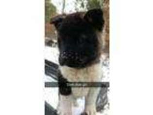 Akita Puppy for sale in Eau Claire, WI, USA