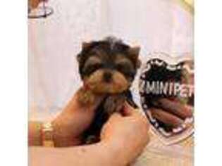 Yorkshire Terrier Puppy for sale in Livonia, MI, USA