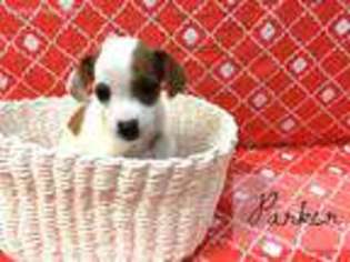 Jack Russell Terrier Puppy for sale in Petal, MS, USA