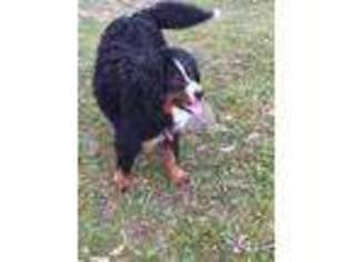 Bernese Mountain Dog Puppy for sale in Portsmouth, OH, USA