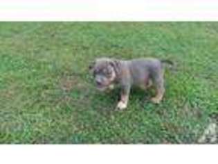 Mutt Puppy for sale in BOOMER, NC, USA