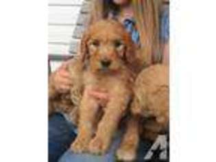 Goldendoodle Puppy for sale in BRIGGSVILLE, WI, USA