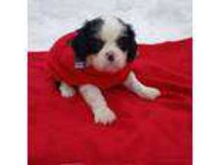 Cavalier King Charles Spaniel Puppy for sale in Colorado Springs, CO, USA