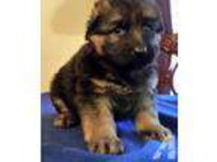 Mutt Puppy for sale in WESLACO, TX, USA