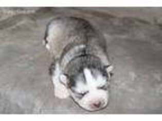 Siberian Husky Puppy for sale in Hudson, NC, USA