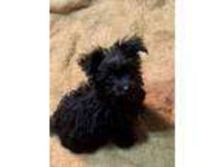 Yorkshire Terrier Puppy for sale in Ringling, OK, USA