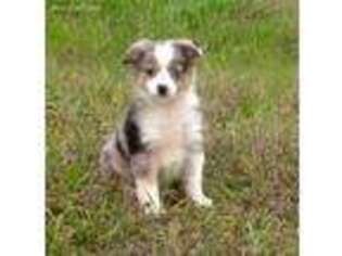 Miniature Australian Shepherd Puppy for sale in Axtell, TX, USA