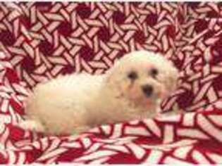 Maltese Puppy for sale in Deatsville, AL, USA