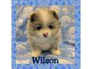 Pomeranian Puppy for sale in Wauseon, OH, USA