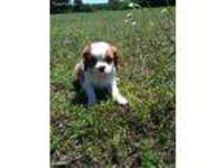 Cavalier King Charles Spaniel Puppy for sale in Stillwater, OK, USA