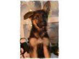 German Shepherd Dog Puppy for sale in Wright City, MO, USA