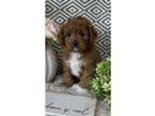 Cavapoo Puppy for sale in Topeka, IN, USA