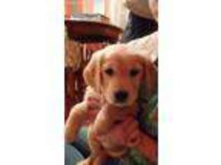 Golden Retriever Puppy for sale in Ferrum, VA, USA