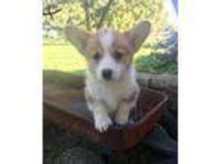 Pembroke Welsh Corgi Puppy for sale in Scurry, TX, USA