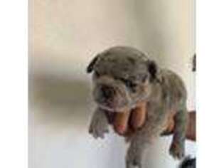 French Bulldog Puppy for sale in Los Alamitos, CA, USA