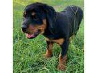 Rottweiler Puppy for sale in Eastman, GA, USA