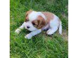 Cavalier King Charles Spaniel Puppy for sale in Winnemucca, NV, USA