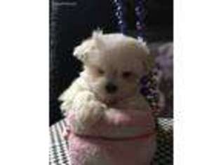 Maltese Puppy for sale in Cedar Hill, TN, USA