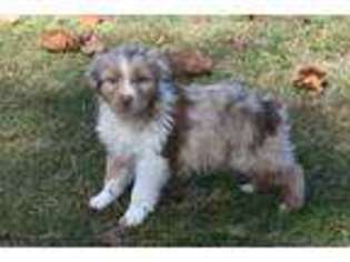 Australian Shepherd Puppy for sale in Kansas, OK, USA