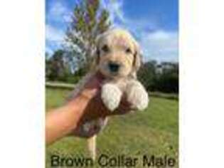 Goldendoodle Puppy for sale in Saint Cloud, FL, USA