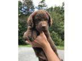 Chesapeake Bay Retriever Puppy for sale in Newland, NC, USA