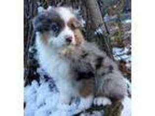 Australian Shepherd Puppy for sale in Chase City, VA, USA