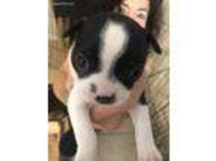 Border Terrier Puppy for sale in Islamorada, FL, USA