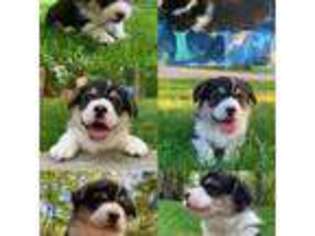 Pembroke Welsh Corgi Puppy for sale in Cary, NC, USA