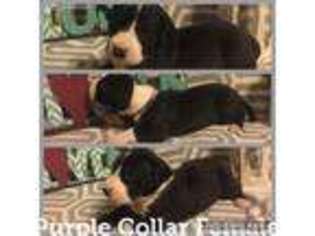 Great Dane Puppy for sale in Summerville, GA, USA