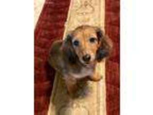 Dachshund Puppy for sale in Belle Plaine, KS, USA