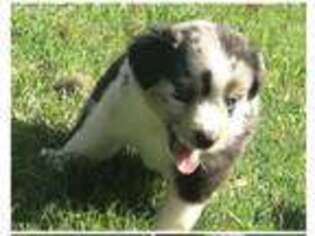 Miniature Australian Shepherd Puppy for sale in Winnsboro, TX, USA