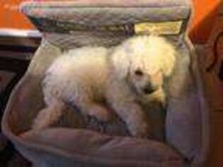 Bichon Frise Puppy for sale in Silver Spring, MD, USA