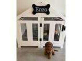 Cavapoo Puppy for sale in Wesley Chapel, FL, USA