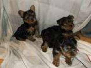 Yorkshire Terrier Puppy for sale in MOUNTAIN HOME, AR, USA