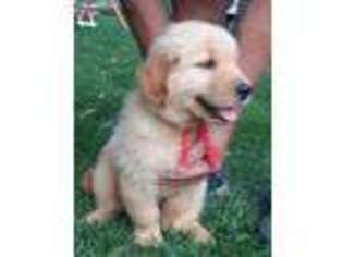 Golden Retriever Puppy for sale in Wonder Lake, IL, USA