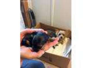 Yorkshire Terrier Puppy for sale in Wells Tannery, PA, USA