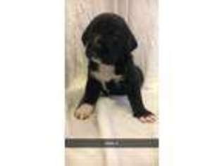 Labradoodle Puppy for sale in Lawrenceburg, KY, USA