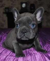 French Bulldog Puppy for sale in Lansing, MI, USA