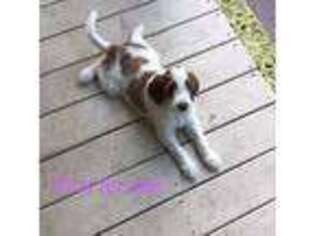 Irish Setter Puppy for sale in Farmville, VA, USA