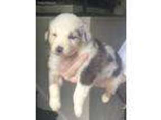 Australian Shepherd Puppy for sale in Roanoke, VA, USA