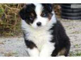 Australian Shepherd Puppy for sale in Battle Creek, MI, USA