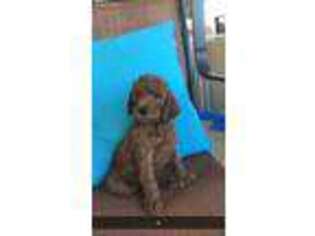 Irish Setter Puppy for sale in Pocatello, ID, USA